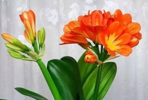 养花浇水时掺上它,虫子一个不留,省钱省事轻松开爆满盆