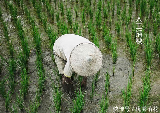 煮饭|他用50年，做出一碗让人幸福感爆棚的白米饭！