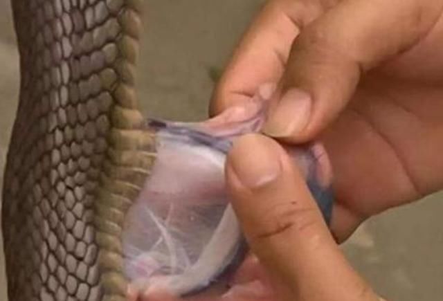 肚子|只要在鱼肚子里看到这东西,立马停筷,小心引发胃穿孔,肚子长虫