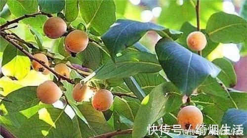 养生|女性养生推荐常吃3种食物,补血润肤,排毒养颜,皮肤光滑有弹性