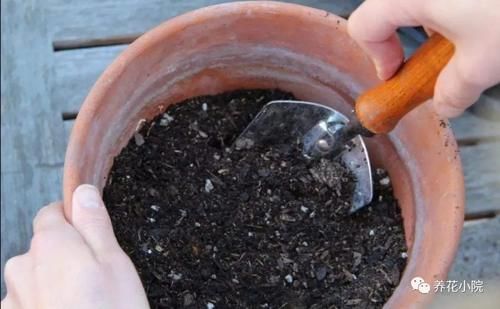 开花|家中养花,别用这3种土,用上长不旺,影响开花