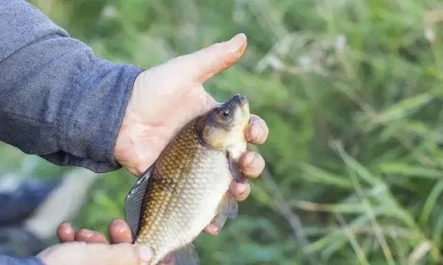 鲫鱼最爱的饵料不在渔具店,而在菜市场,这3样东西混合就可以