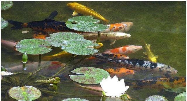 院子里的荷花鱼池，种这些绿植无需过滤又美观