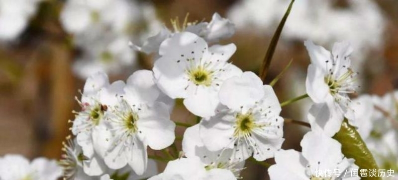 也正|苏轼最具有哲理的一首诗,人生看得几清明,读懂了一定是受益终生