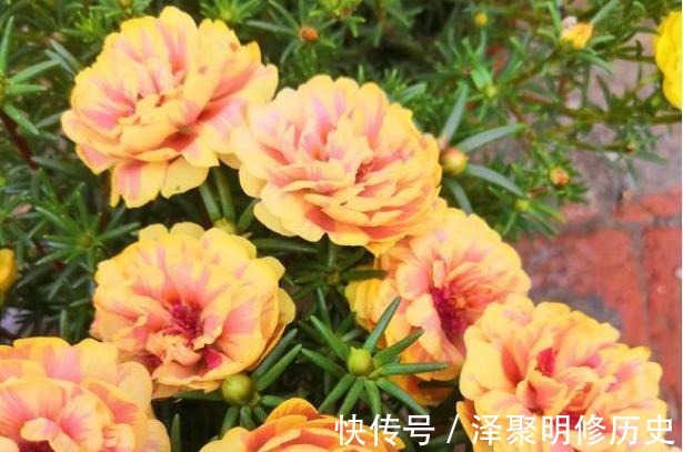 它叫“半枝莲”，开花似“牡丹”，撒一把种，开一片“五彩花”