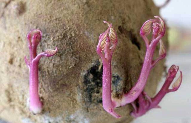 红薯|2类蔬菜发芽后吃,不仅没毒,而且营养价值翻倍