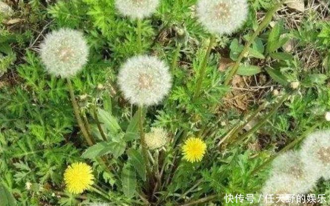 营养|人到中年想长寿,坚持吃3种食物,补充营养,好吃又不贵