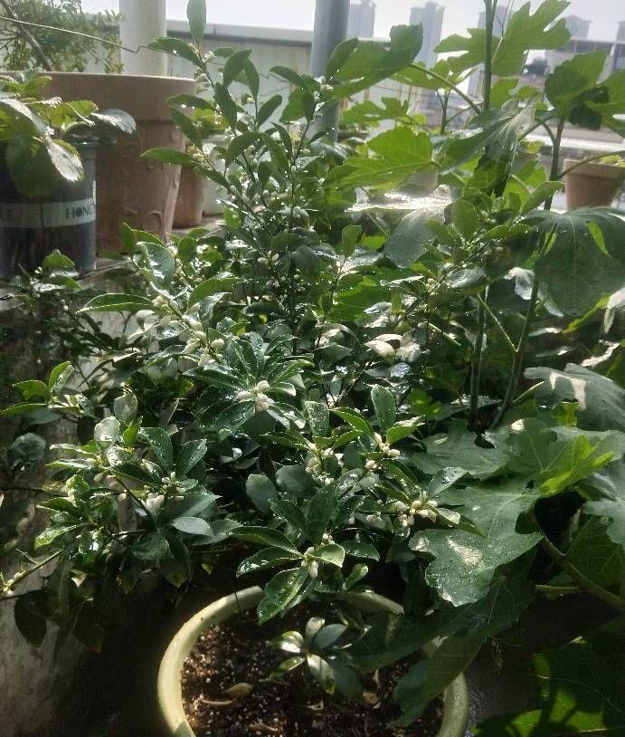 养花|夏季养花，3个浇水小窍门，枝叶绿油油，花儿越来越多