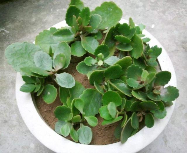 植株|养长寿花,“4步”来“叶插”,1盆变10盆,今年能“轻松”开满屋