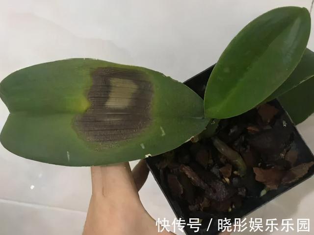 最怕晒的10种花,赶快搬进屋,否则会死掉