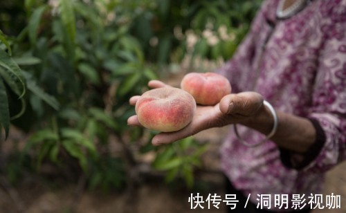 桃树#八旬夫妇住蟠桃园里，黄河就从眼前过，蟠桃熟时喊路人随便摘着吃