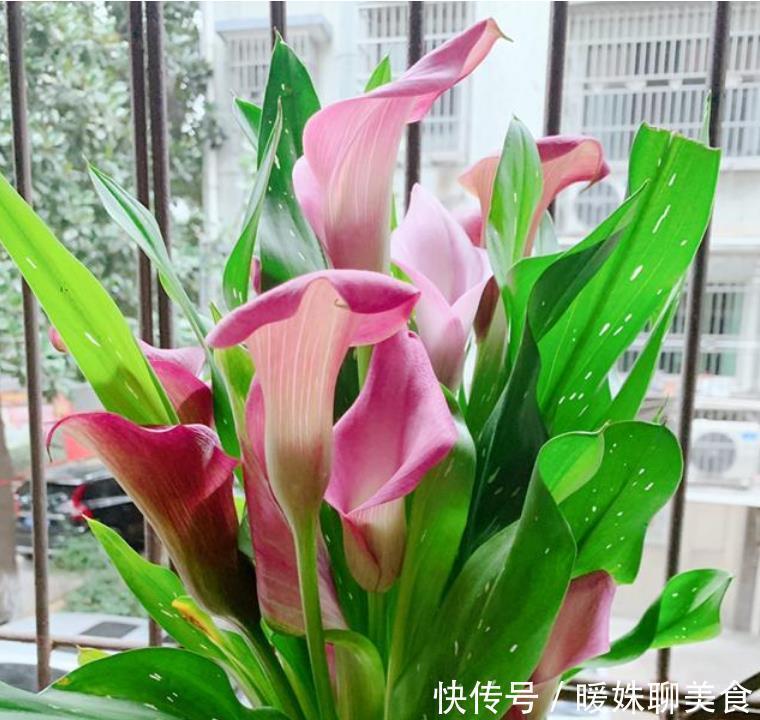 阳台养上4种花,直接变成小花园,浇水越多开花越多,美爆一整夏