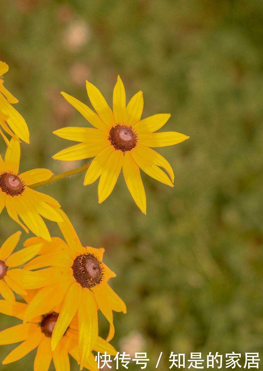 成群|路边成群盛开的黑心菊太美了,怎么养在院子里?养护技巧教给你