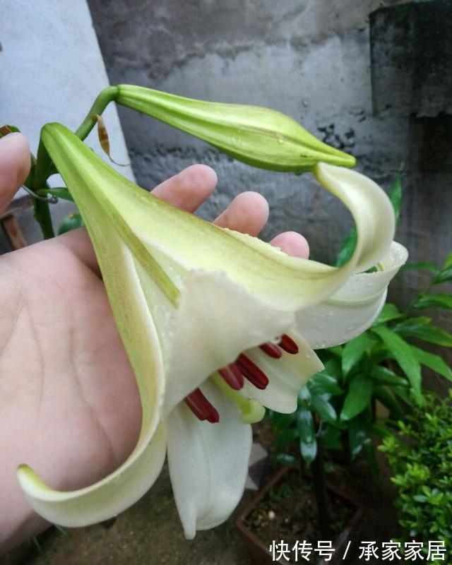 种球|一颗百合花,身高2米8,长成百合树,长在深山里,花朵比头大