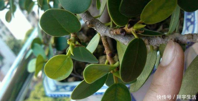 象鼻|大妈养一株“象鼻”盆景,从没人要变“万元级”,才花3个月