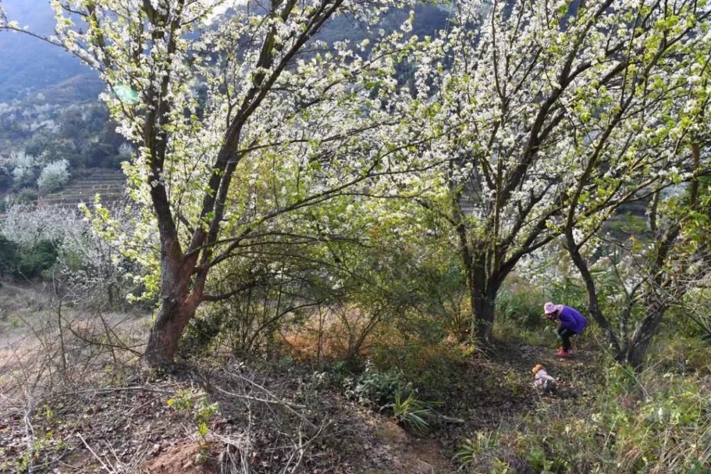 云浮大金山，有个像丹巴一样的地方