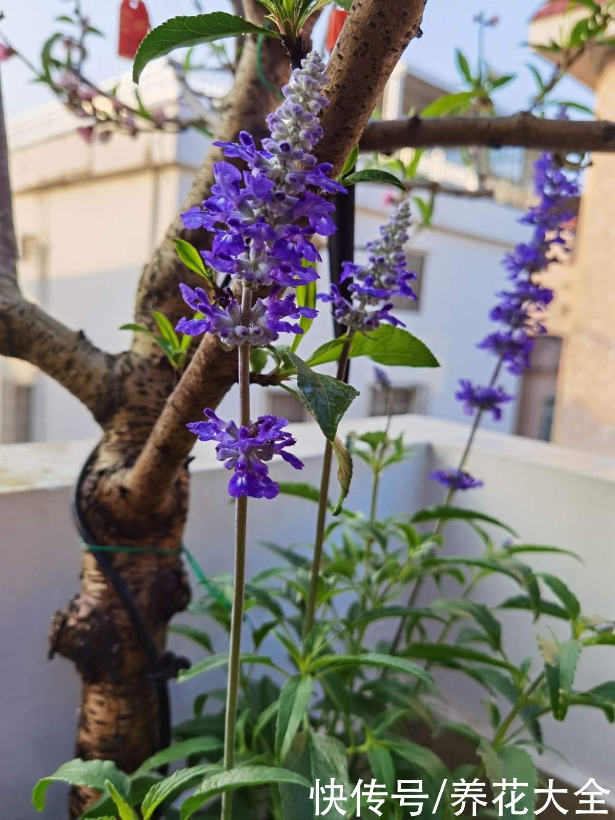 1种“香香草”，香味四溢能安神，耐寒耐旱皮实好养