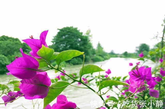 5种漂亮花，天冷多晒晒，越晒长得越健壮，花开得又多又大