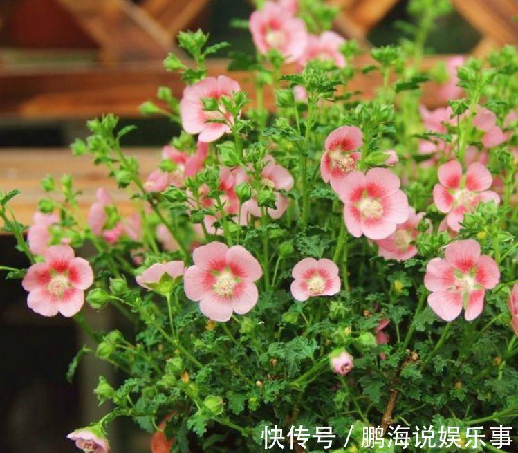 农历4月11日开始,养花养个耐看的,开出的花极美!