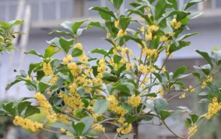 4种漂亮花，好打理易爆盆，阳台变花海，越养越喜欢