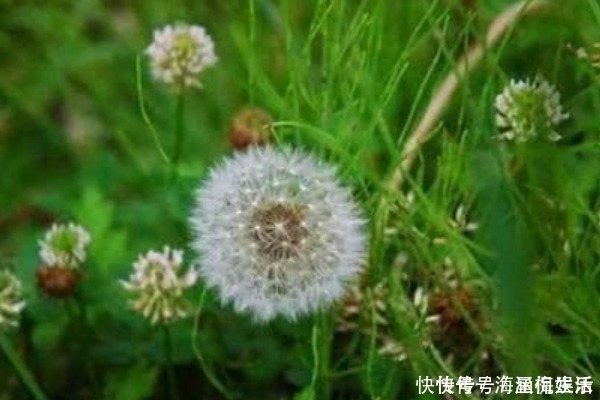蒲公英泡水|提醒蒲公英泡水时要注意3件事,泡对了,才是“药草皇后”