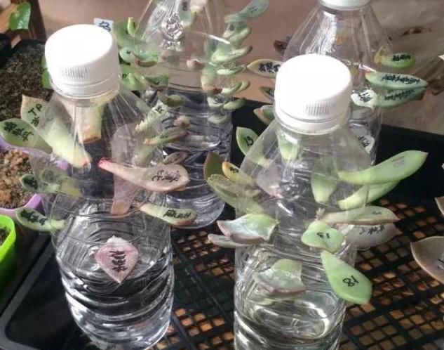 若想“海棠花”枝叶狂长、开花几十朵,有“几个套路”务必要牢记