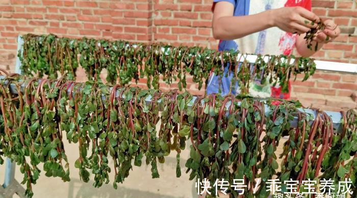 马齿苋|此菜晒干后,比新鲜的好吃太多,一次晒上30斤,随吃随取,真省事