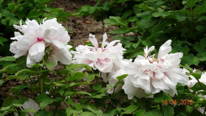 喜欢菊花，就养盆“牡丹珍品”雪映桃花，花开富贵，国色天香，美