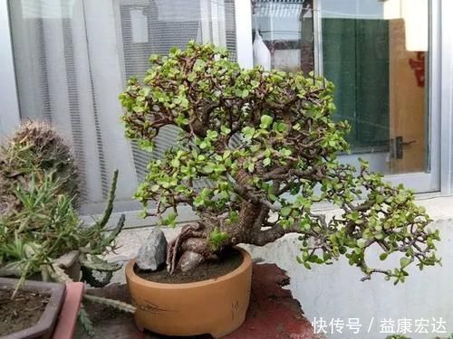 虎尾兰|客厅适合养的5种“耐旱花”,1个月不用浇水,反而爆盆!