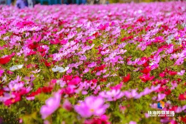 太养眼！茶花廊道、波斯菊花海、勒杜鹃廊道…海天公园上新啦