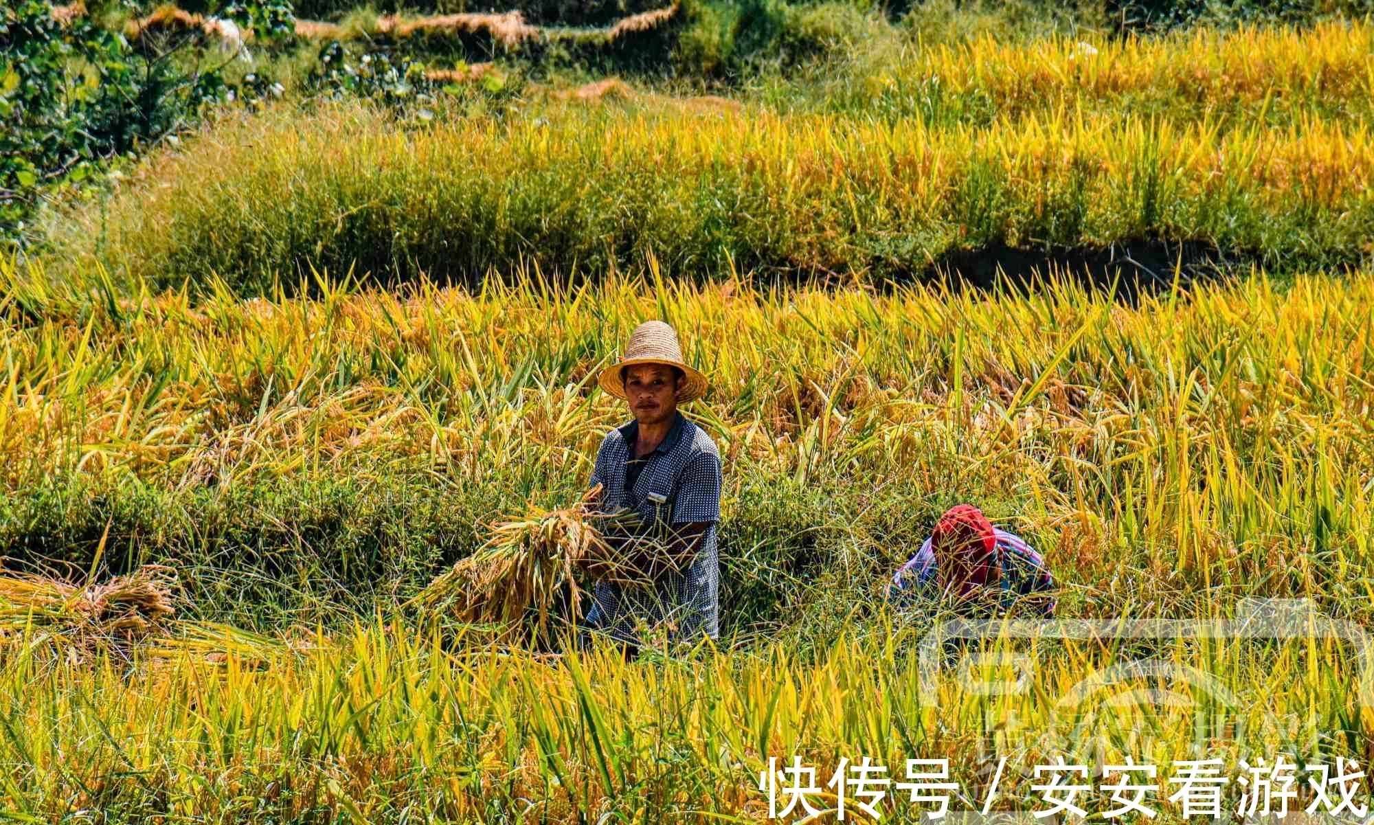 江西|中国以丘陵地貌为主的省，水稻土面积约3000万亩，你知道是哪吗？