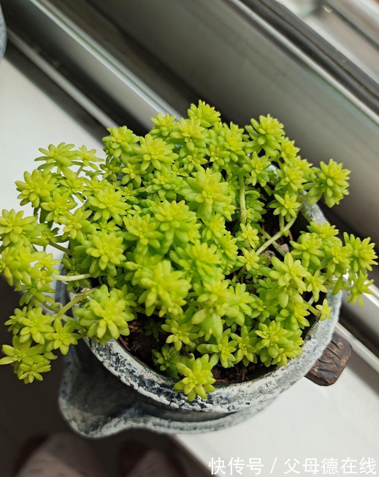 发现一户人家,大冬天阳台的“多肉”,长成了“瀑布”,太壮观了