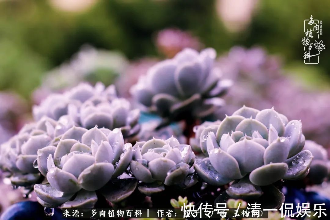 为了爱情|为了爱情来到陌生城市，偶遇多肉，地老天荒的爱恋！