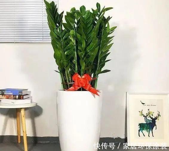 移栽|养花换盆换土知识点：夏季给这4种植物分株移栽，注意别伤根