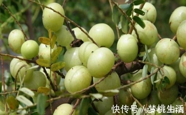 油甘果|“天然止咳药”找到了,常用此果泡水喝,坚持7天,冬天不咳嗽