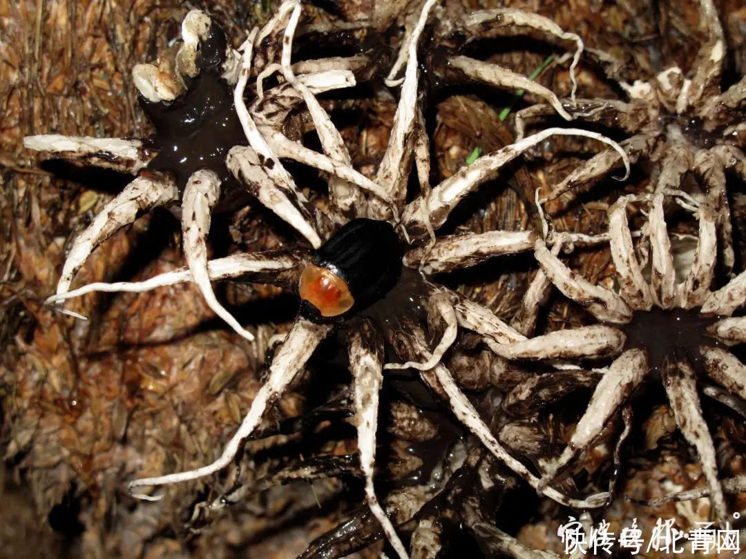 中毒|多人食用后中毒，这东西近期常见！医生：没有特效药，死亡率很高…