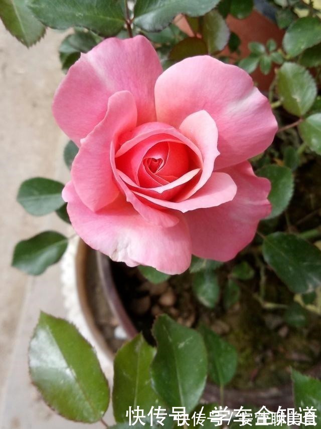 丰花月季|此款盆栽绿植,花美若牡丹,四季开花,还很好养,南方北方都能种!