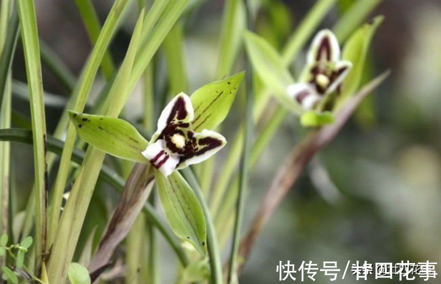 浇水|小雪过后养兰花,3件事需避免,不注意危害大难开花,一冬白养了