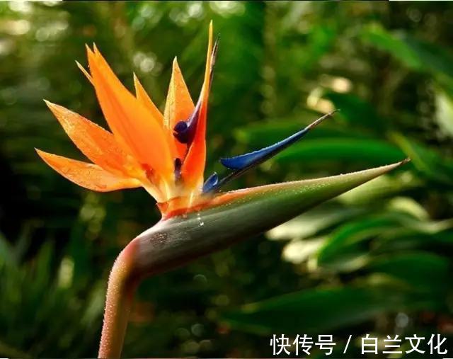 养花知识叫兰不是兰,花却美成仙,看看你家有几盆