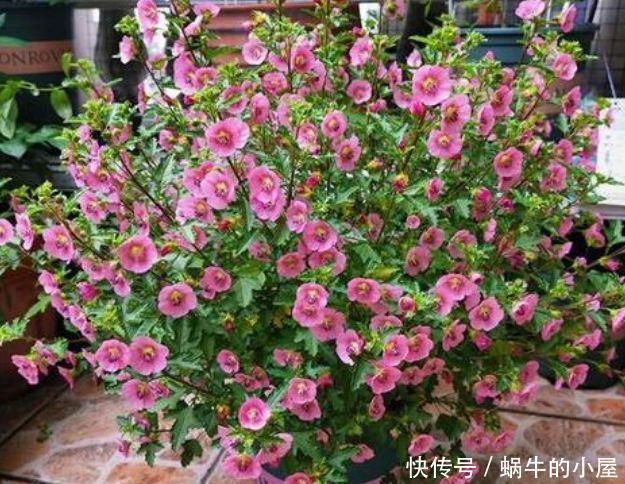 适合冬天养护的花卉,花大色艳服盆快,沾点水就疯长,美观大气