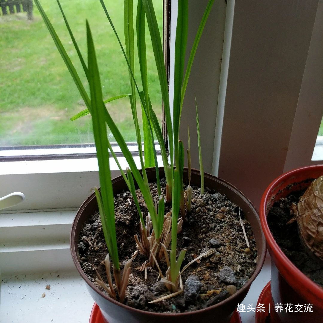 叶子|秋天买些香雪兰的种球,种盆里冬季就开花,来年夏天收获大盆子球