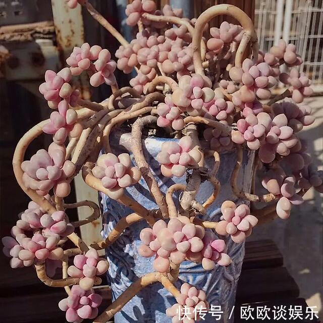 多肉变老桩那要十几年,千金都难换!便宜的那叫“伪老桩”