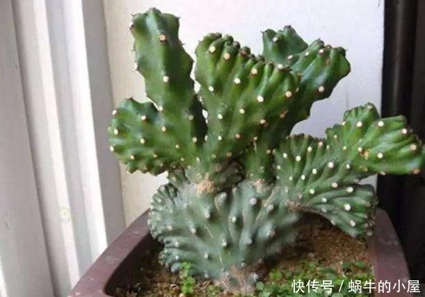 这5样多肉“有毒”,别搬回家养!