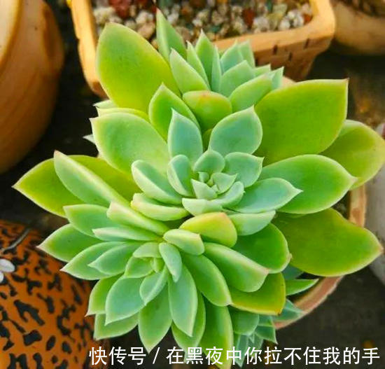 一种养花万能土,满足花卉生长需求,透气透水不烂根