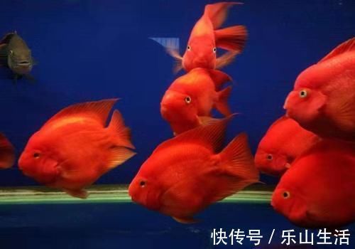 鹦鹉鱼|60鱼缸三条10厘米草金,一张滤棉养三年,这样的情况也很正常