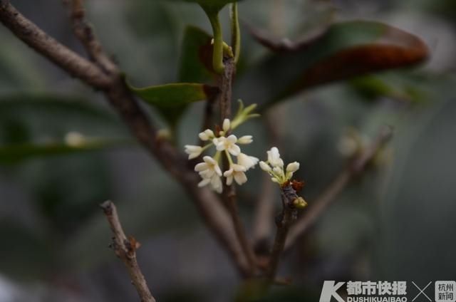 四九寒冬，桂花还在开花？嘿，还真不奇怪！