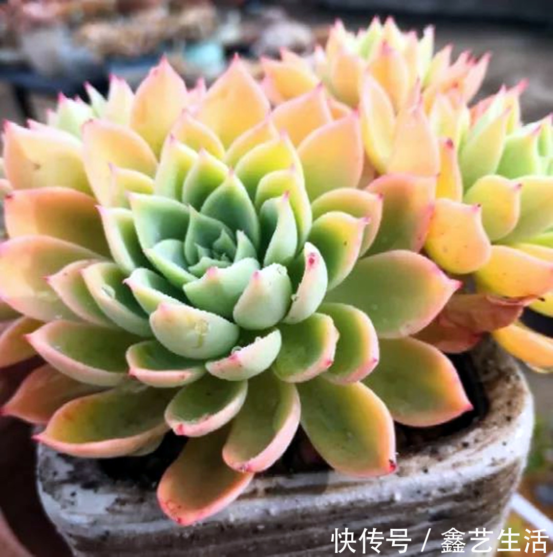 瀑布|最耐晒的8种多肉,夏天照样疯长不停,呼呼窜成小瀑布