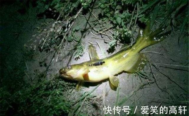 串钩|夏季夜钓黄颡鱼,最省时省力,莫过于串钩钓法,渔获相当有保证