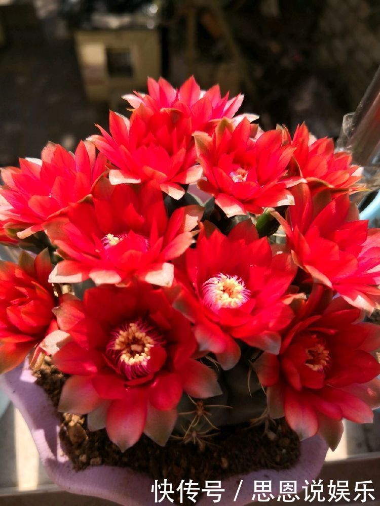 这几款花卉,养在家里,越冷开的越灿烂,四季繁花似锦,幽香四溢