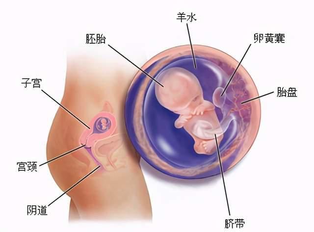 胎宝|怀孕三个月，胎宝从胚胎变成胎儿，孕妈和胎宝都发生了哪些变化